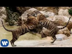 Video: Rudimental Ft. Foxes - Right Here